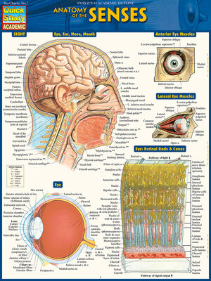 cover image of Anatomy of the Senses
